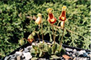 Calceolaria fothergillii
