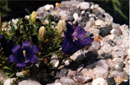 Edraianthus serpyllifolius