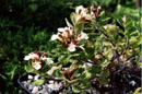 Teucrium pyrenaicum