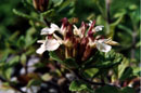 Teucrium pyrenaicum