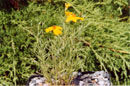 Zinnia grandiflora