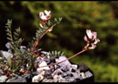 Astragalus australis