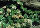 Rhodiola primuloides