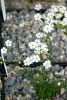 Androsace lactea