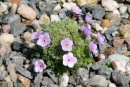 Androsace sp.