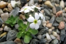 Androsace sp.