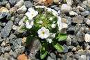 Androsace sp