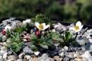 Anemone sp.