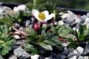 Anemone sp.