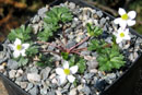 Anemone sp.