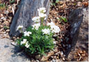 Arabis ferdinandi-coburgi