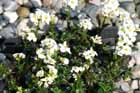 Arabis x suendermannii