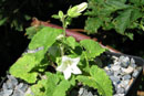 Campanula dolomitica