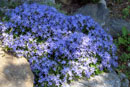 Campanula poscharskyana