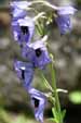 Delphinium confusum