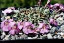 Dianthus sp.