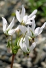 Dodecatheon cv