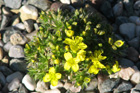 Draba bertiscea