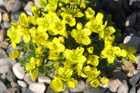 Draba bertiscea