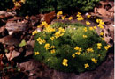 Draba imbricata