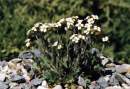 Draba sp.