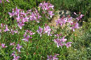 Epilobium alpestre