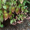 Epimedium x rubrum