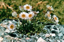 Erigeron sp.