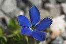 Gentiana orbicularis