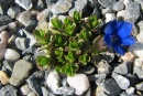Gentiana orbicularis