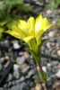 Gentiana sp.
