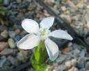 Gentiana verna alba