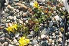 Hypericum imbricatum
