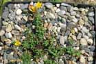 Hypericum imbricatum