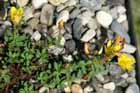 Hypericum imbricatum
