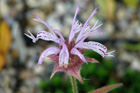 Monarda bradburiana