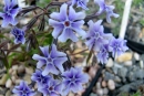 Phlox sp.