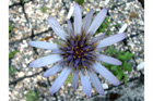 Podospermum purpureum