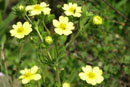 Potentilla gracilis