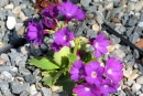 Primula pubescens