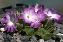 Primula x Pink Ice