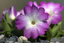 Primula x Pink Ice