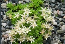 Sedum sp.