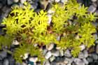 Sedum valens