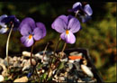 Viola graeca