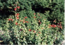 Zauschneria californica