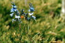 Veronica forrestii