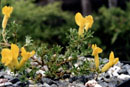 Chamaecytisus pygmaeus