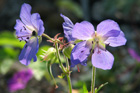 Geranium gymnocaulon