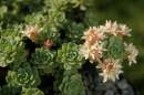 Rhodiola primuloides